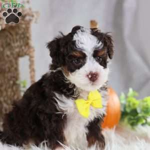 Flax, Mini Bernedoodle Puppy